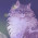 CatPFP